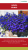 Semilla de flores: Lobelia Erinus *960 semillas