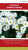 Semilla de Flores: Crisantemo Margarita Blanca * 350 semillas