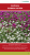 Semilla de Flores: Amaranthus / Gonfrena Globosa Surtida * 60 semillas